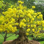 Mai Vàng - Chăm Bón Cây Trồng