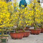 Cây Mai Vàng - Chăm Bón Cây Trồng