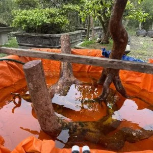 Thuốc siêu ra rễ Việt Tiệp, 2 chai 100ml