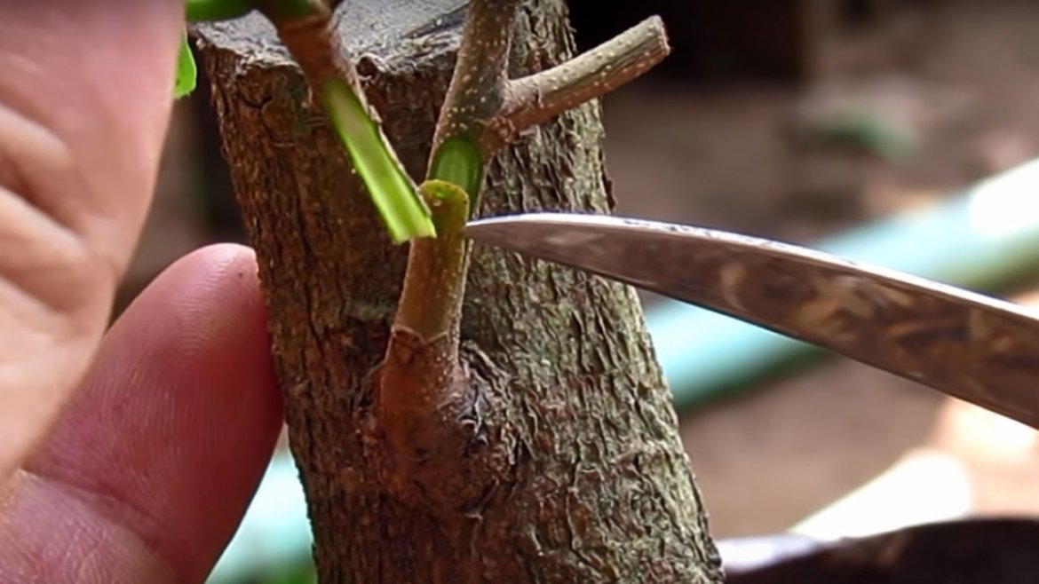 GHÉP MAI – NHỮNG LƯU Ý KHI GHÉP (P1)