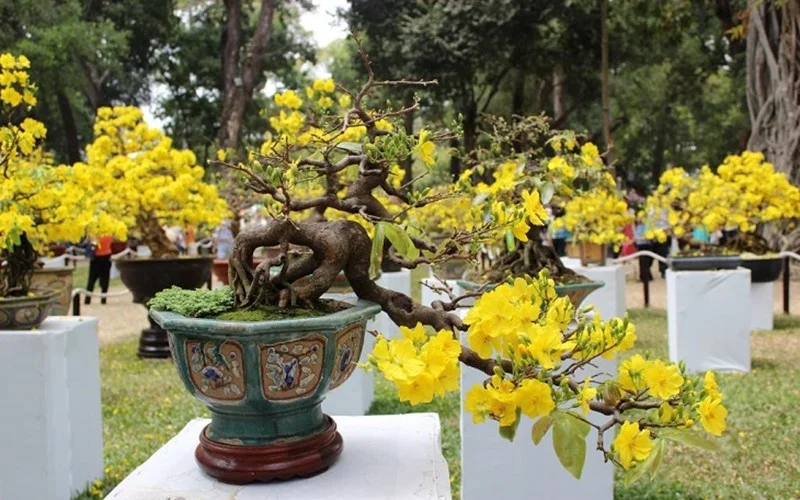 CÁCH CHƠI MAI BỀN SUỐT TẾT