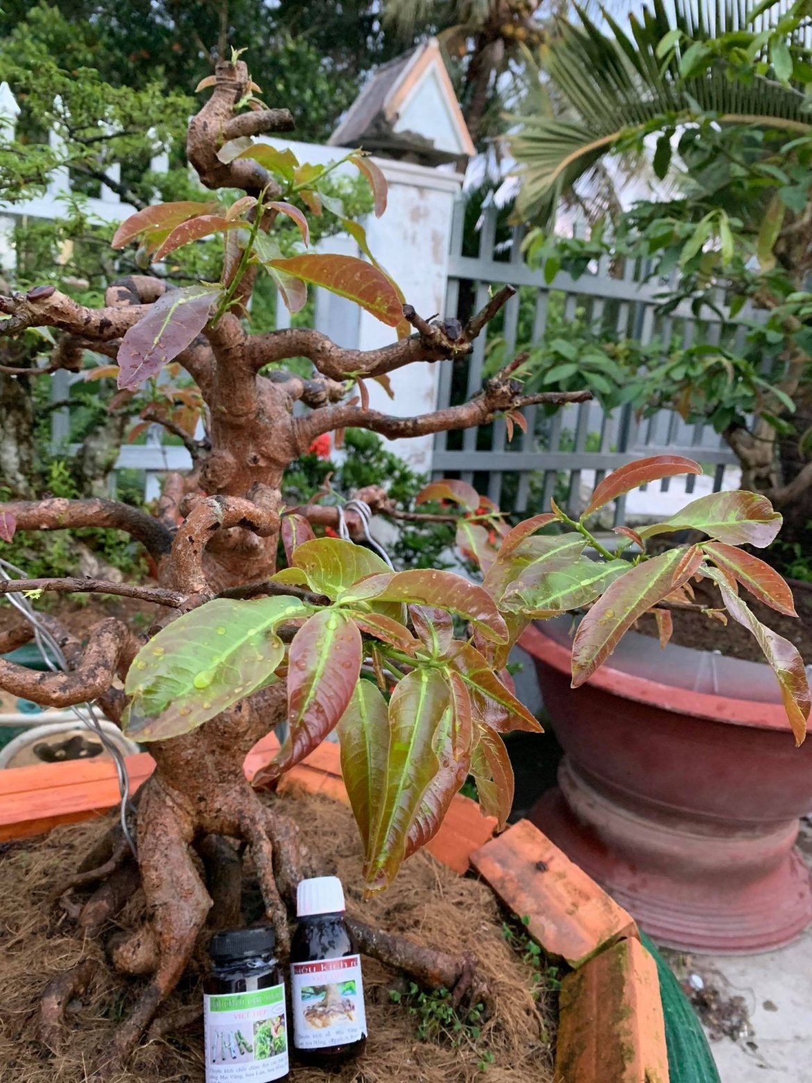 CHĂM SÓC MAI SAU TẾT CỰC ĐƠN GIẢN VÀ HIỆU QUẢ