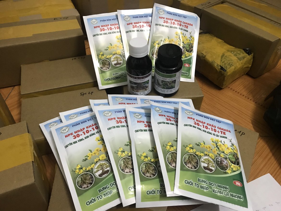 BÍ QUYẾT CHĂM SÓC MAI SAU TẾT