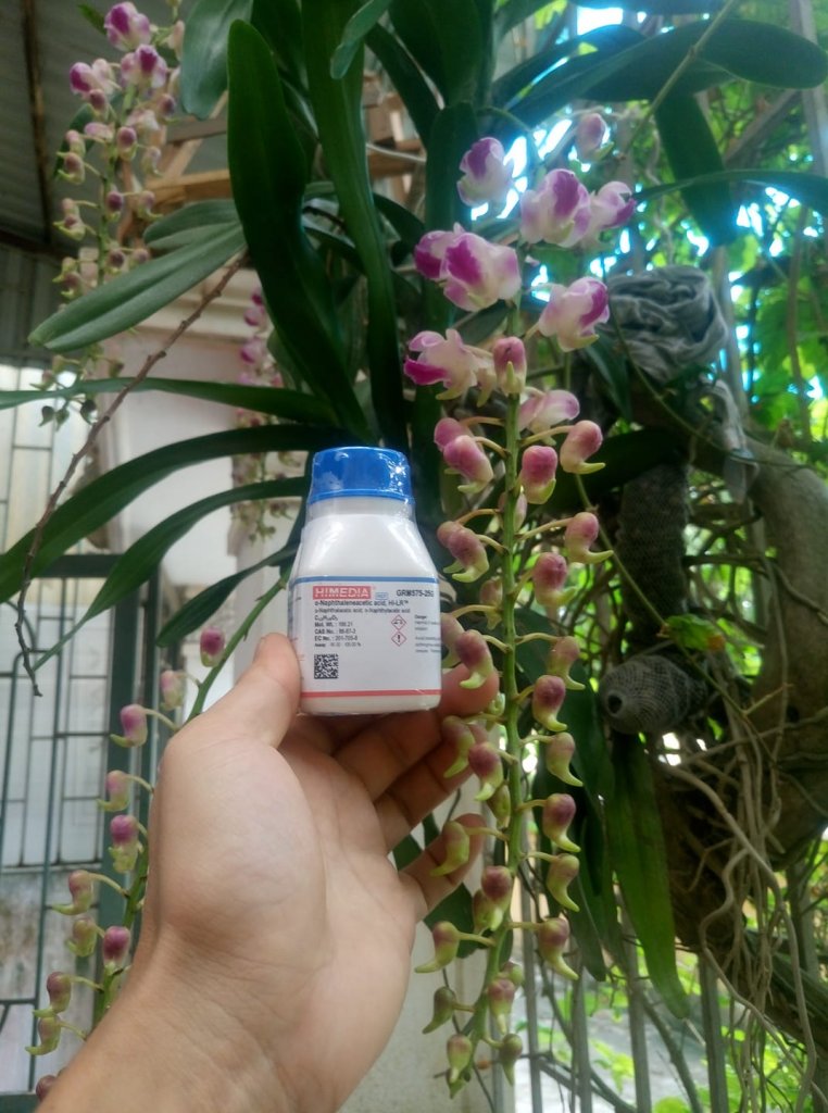 CÁCH SỬ DỤNG NAA HIMEDIA ẤN ĐỘ