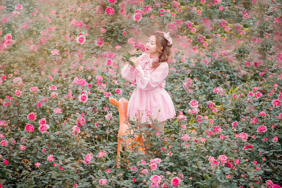 PHÂN BÓN CHO HOA HỒNG