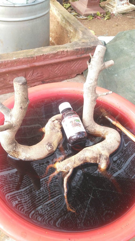 CÁC BƯỚC XỬ LÝ PHÔI CƠ BẢN BẰNG THUỐC KÍCH RỄ