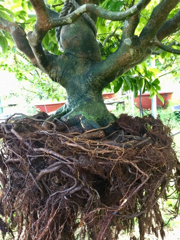 Thao tác thay chậu cho cây cảnh