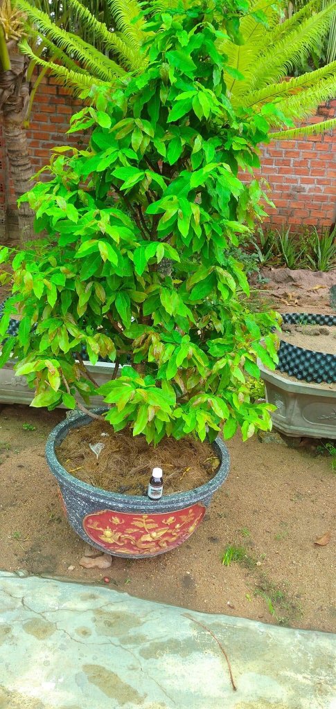 CÁCH SỬ DỤNG THUỐC KÍCH RỄ HIỆU QUẢ