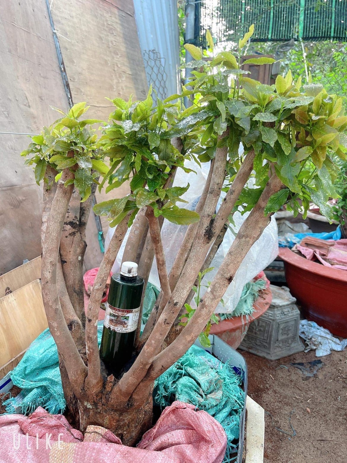 THUỐC KÍCH RỄ – NHỮNG LƯU Ý KHI SỬ DỤNG