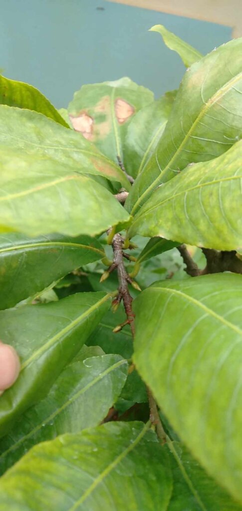 Ngộ độc Lân (thừa lân) ở cây trồng và cách xử lý