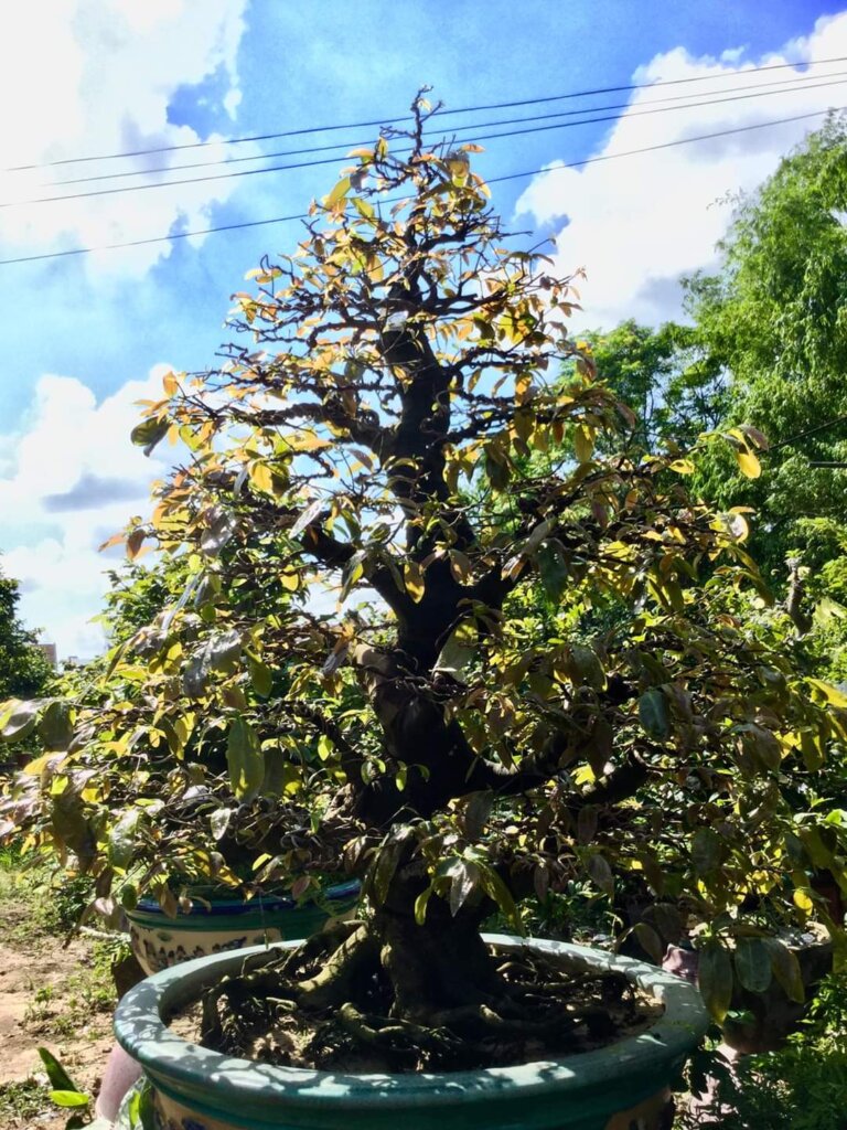 Quy tắc tạo dáng cho mai vàng (P3 – end) – Quy tắc chậu và chăm sóc