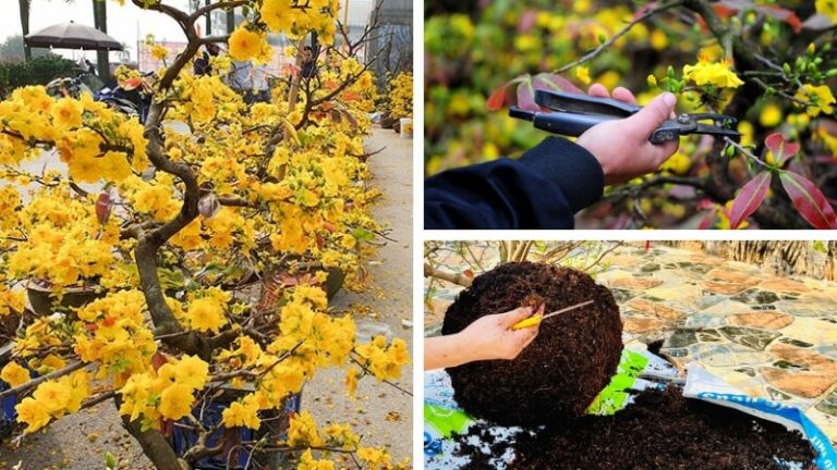 Cẩm nang vàng: Các mẹo phục hồi mai sau Tết hiệu quả nhất