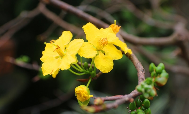 Hướng dẫn xử lý mai vàng lâu ngày chưa nảy mầm, đâm tược
